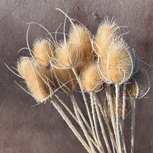 Teasels, Bleached Creamy White, Dried, 55cm