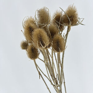 Teasels, Natural Light Brown, Dried (Thistles) 60cm