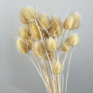 Teasels, Ivory, Dried, up to 60cm