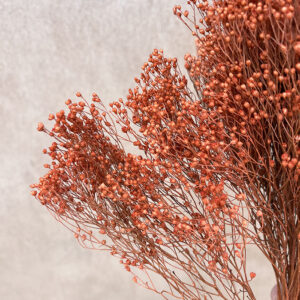 Broom Bloom, Terracotta, Dried, 60cm