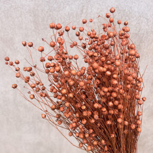 Bubble Flax, Terracotta, Dried (Linum) 50cm