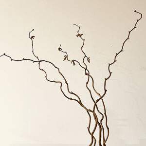 Twisted Hazel, 60cm Dried Natural Brown (Corylus avellana ‘Contorta’)