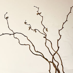 Twisted Hazel, 65-70cm Dried Natural Brown (Corylus avellana ‘Contorta’)