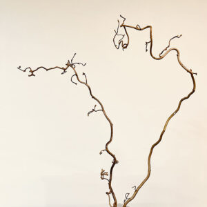 Twisted Hazel, 60-70cm Dried Natural Brown (Corylus avellana ‘Contorta”)