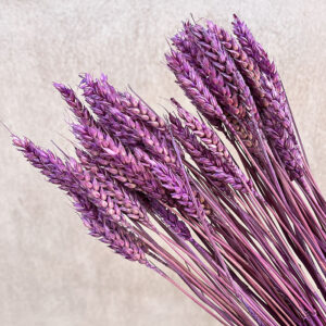 Wheat Dried Bunch, Aubergine Purple (Triticum) 70cm