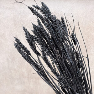 Wheat Dried Bunch, Black (Triticum) 70cm