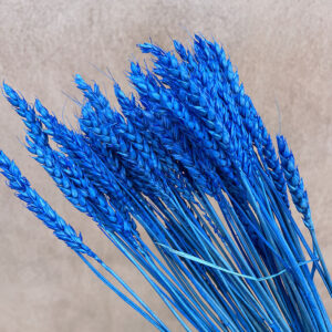 Wheat Dried Bunch, Bright Blue (Triticum) 70cm