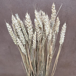 Wheat Dried Bunch, Natural Light Brown (Triticum) 65cm