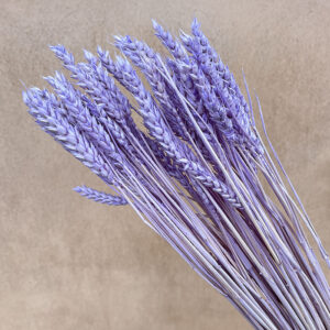 Wheat Dried Bunch, Lilac (Triticum) 70cm