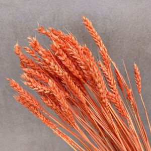 Wheat Dried Bunch, Orange (Triticum) 70cm