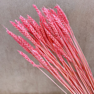 Wheat Dried Bunch, Pink (Triticum) 70cm