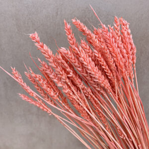 Wheat Dried Bunch, Salmon Pink (Triticum) 70cm