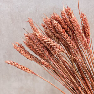 Wheat Dried Bunch, Terracotta (Triticum) 70cm