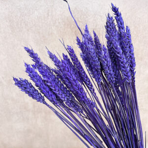 Wheat Dried Bunch, Violet Purple (Triticum) 70cm