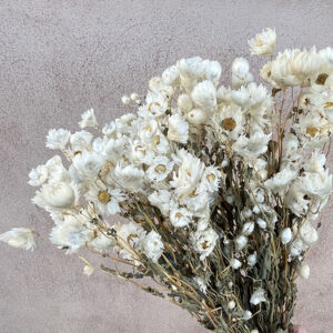 Rhodanthe Daisy, Natural White, Dried, 50cm