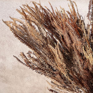 Herringbone Ferns, Natural Ombré Brown, Preserved, 40-70cm