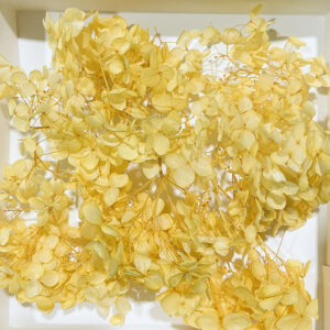 Hydrangea, Preserved Florets up to 10cm – Yellow