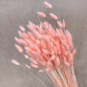 Lagurus Grass, Light Salmon Pink, Dried (Bunny Tails) 50-70cm 100g