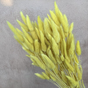 Lagurus Grass, Soft Yellow, Dried (Bunny Tails) 60-70cm 100g