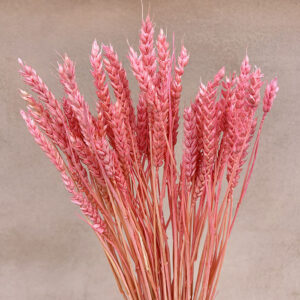 Wheat Dried Bunch, Pink (Triticum) 100g 70cm