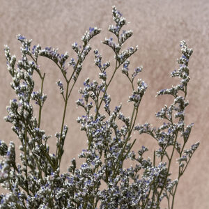 Limonium Caspia, Natural Misty Blue, Dried (Sea Lavender) up to 70cm