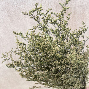 Limonium Caspia, Khaki, Preserved (Sea Lavender) up to 70cm