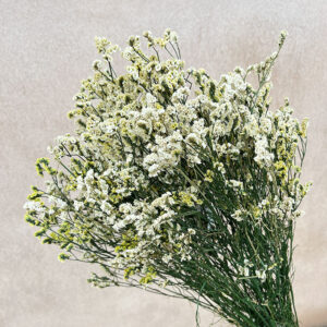 Limonium Diamond, Cream to Yellow, Preserved (Sea Lavender) up to 70cm