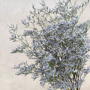 Limonium sinensis. Natural Lavender Blue, Dried (Sea Lavender) 70cm