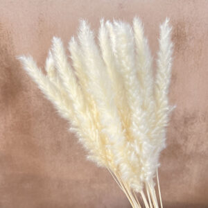 Mini Pampas, Creamy White, Dried (Tail Reed) 70cm