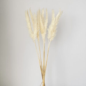 Mini Pampas, Creamy White, Dried (Tail Reed) 70cm