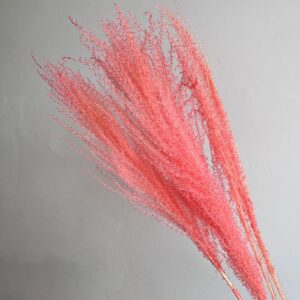Miscanthus Grass, Coral Pink, Dried, 90cm