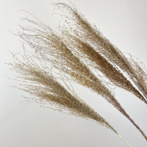 Miscanthus Grass, Natural Mocha Brown, Dried, 90cm