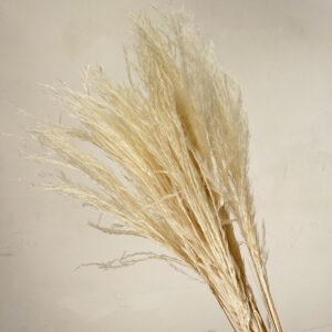 Miscanthus Silver Grass, Creamy White, Dried