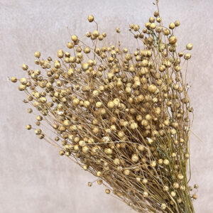 Bubble Flax, Natural Light Brown, Dried (Linum) 50cm