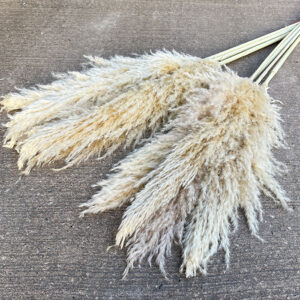 Pampas Grass, Natural Beige, Dried (Cortaderia Selloana) 145cm Plume 55-70cm