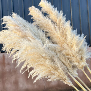 Pampas Grass, Natural Beige, Dried (Cortaderia Selloana) 115cm Plume 75-80cm