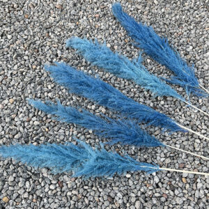 Pampas Grass, Blue Shades, Dried, Fluffy (Cortaderia Hanoi) 115cm Plume 70cm