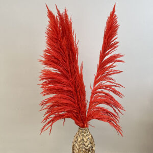 Pampas Grass Sacuara, Red, Dried (Cortaderia) 115cm Plume 80cm