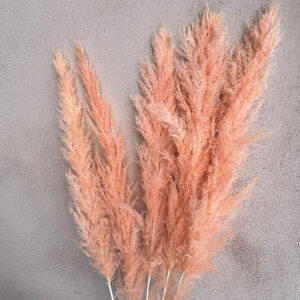 Pampas Grass, Coral, Dried, Fluffy (Cortaderia Hanoi) 115cm Plume 70cm