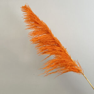 Pampas Grass Sacuara, Deep Peach, Dried, Fluffy (Cortaderia) 115cm Plume 80cm