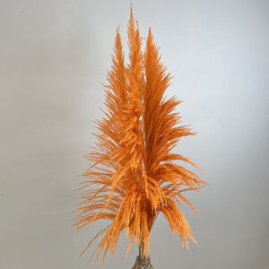 Pampas Grass Sacuara, Peach, Dried (Cortaderia) 145cm Plume 110cm