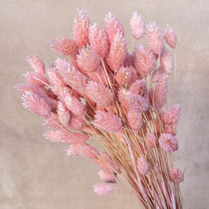 Phalaris, Blush Pink, Dried (Canary Grass) 70cm