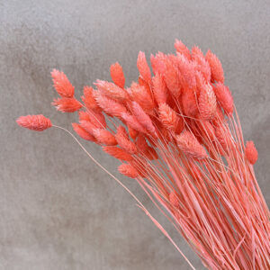 Phalaris, Bright Salmon, Dried (Canary Grass) 100g 70cm