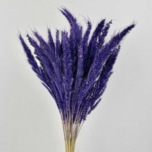 Pinion Grass, Deep Purple, Dried, 45-50cm