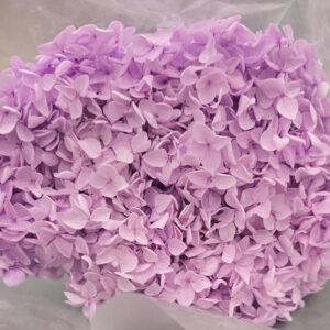 Hydrangea Annabelle, Mid Purple, Preserved, 50cm