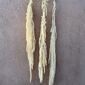 Amaranthus caudatus, Bleached Cream, Preserved (Cascading) up to 110cm