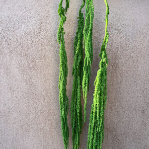 Amaranthus caudatus, Green, Preserved (Cascading) up to 110cm