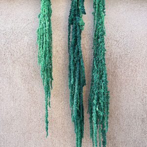 Amaranthus caudatus, Mermaid Green, Preserved (Cascading) up to 110cm