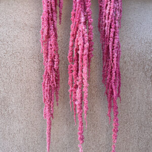 Amaranthus caudatus, Pale Magenta, Preserved (Cascading) up to 110cm