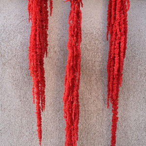 Amaranthus caudatus, Bright Red, Preserved (Cascading) up to 110cm